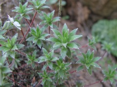 Androsace barbulata