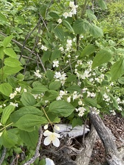 Philadelphus tenuifolius
