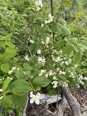 Philadelphus tenuifolius