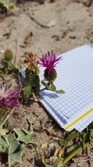 Centaurea sphaerocephala