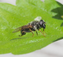 Cheilosia caerulescens