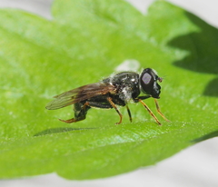Cheilosia caerulescens
