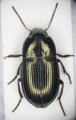 Amara lunicollis