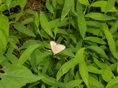 Zanclognatha pedipilalis