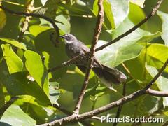 Rhipidura albicollis