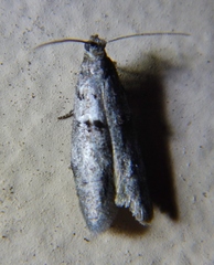 Wockia asperipunctella
