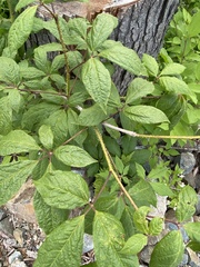 Eleutherococcus senticosus