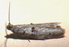 Wockia asperipunctella