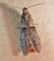 Wockia asperipunctella