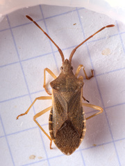 Gonocerus acuteangulatus