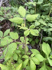 Eleutherococcus senticosus