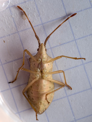 Gonocerus acuteangulatus
