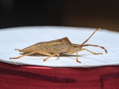 Gonocerus acuteangulatus