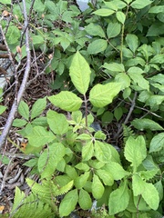 Eleutherococcus senticosus