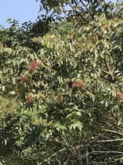 Tetradium glabrifolium