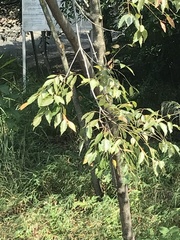 Tetradium glabrifolium