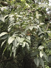 Tetradium glabrifolium