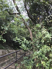 Tetradium glabrifolium