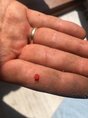 Trombidium holosericeum