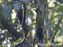 Picus vittatus