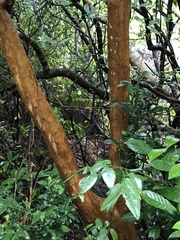 Cratoxylum cochinchinense