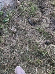 Tiliqua