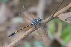 Macrogomphus quadratus