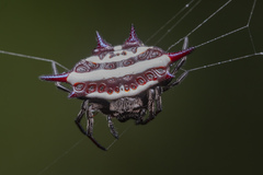 Gasteracantha doriae