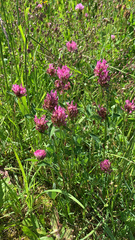 Trifolium medium