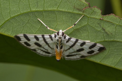 Pycnarmon jaguaralis
