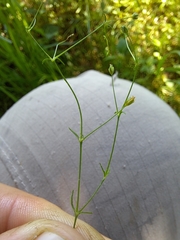 Sagina decumbens decumbens