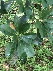 Machilus chekiangensis