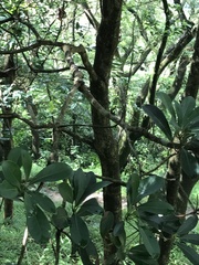 Machilus chekiangensis