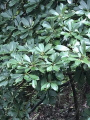 Machilus chekiangensis