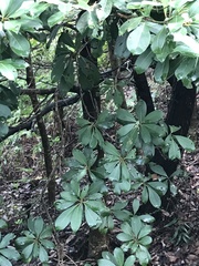 Machilus chekiangensis
