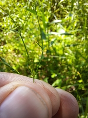 Sagina decumbens decumbens