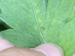 Sarucallis kahawaluokalani