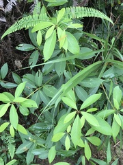 Machilus chekiangensis