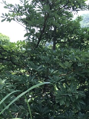 Machilus chekiangensis