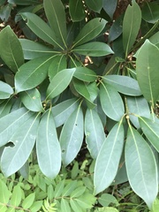 Machilus chekiangensis