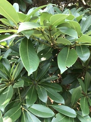 Machilus chekiangensis