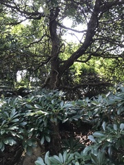 Machilus chekiangensis