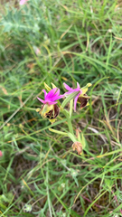 Apennine Ophrys (Ophrys appennina)
