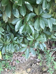 Machilus chekiangensis