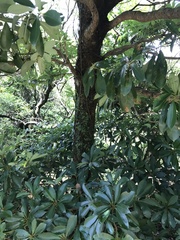 Machilus chekiangensis