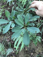 Machilus chekiangensis