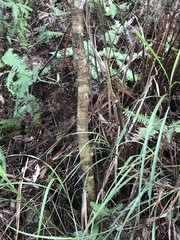 Machilus chekiangensis