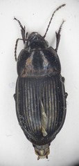 Amara lunicollis
