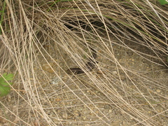 Pseudemoia entrecasteauxii