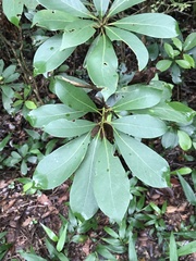 Machilus chekiangensis
